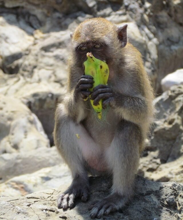 phi phi islands monkey beach