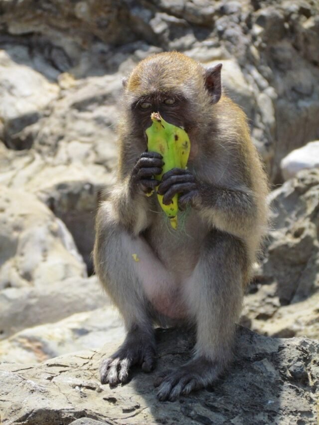 phi phi islands monkey beach