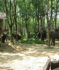 Elephant Trekking Khao Lak Safari 4