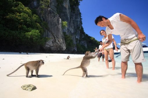 Phi Phi Islands Quality Tour Monkey