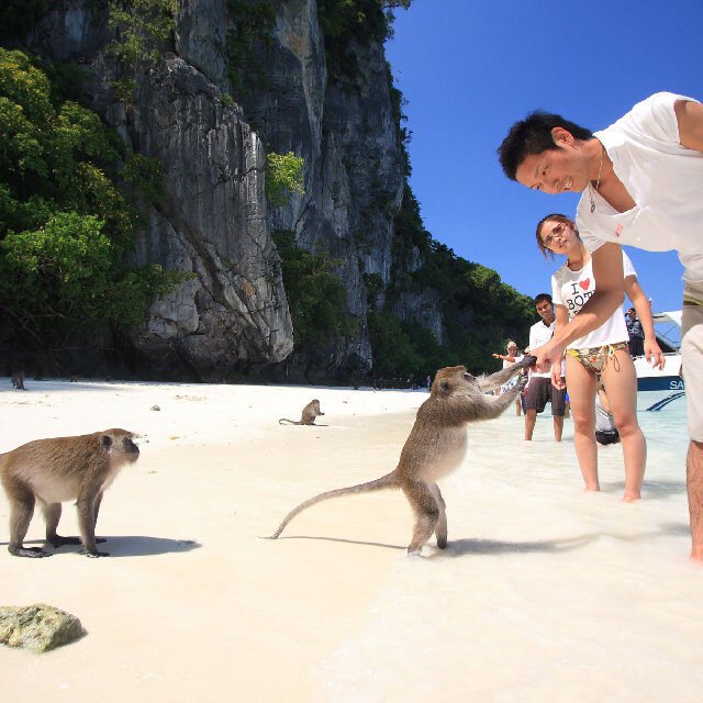 Phi Phi Islands Quality Tour Monkey