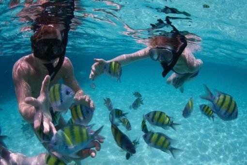 Phi Phi Islands Quality Tour Snorkeling