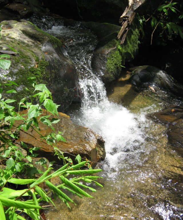 khao sok safari day tour 10