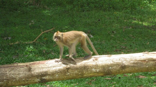 khao sok safari day tour 7