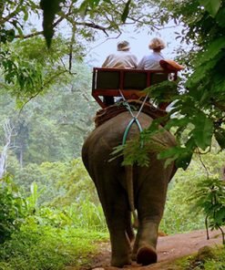 elephant trekking phuket