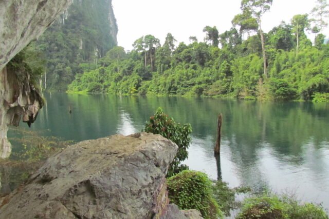 surin island and khao sok lake 3 day 2 night cheow lan lake vegetation