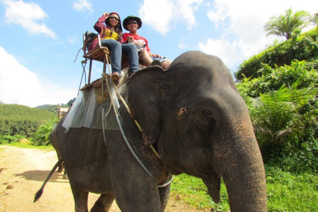 surin island and khao sok lake 3 day 2 night khao sok lake enjoy elephant trekking