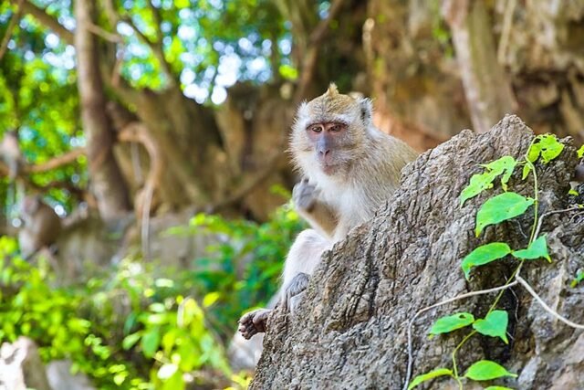 surin island and khao sok lake 3 day 2 night monkey khao sok lake