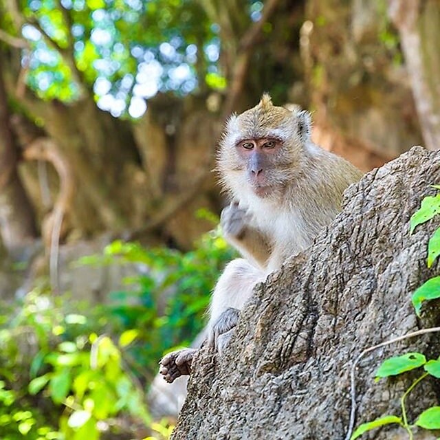 surin island and khao sok lake 3 day 2 night monkey khao sok lake
