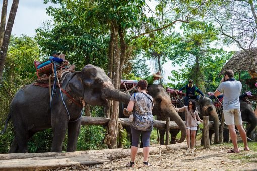 Semplice Phuket Khao Sok Fuul day Elephant