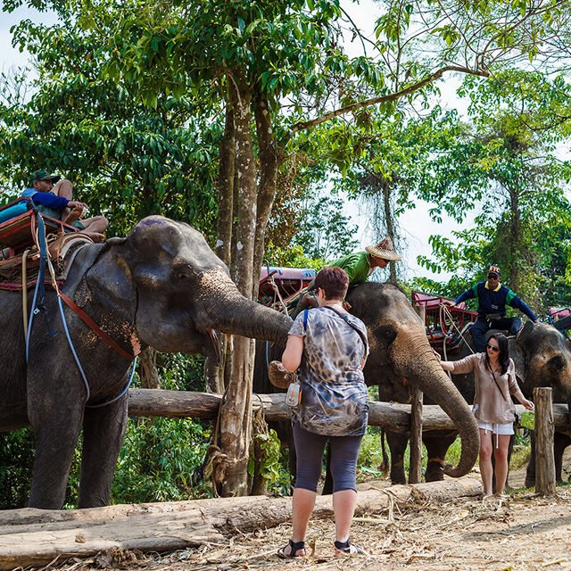 Semplice Phuket Khao Sok Fuul day Elephant