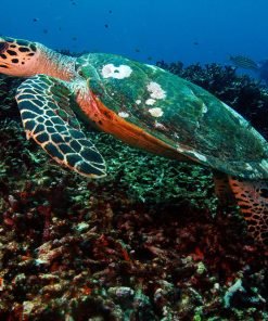 surin similan islands 2 day 1 night turtles