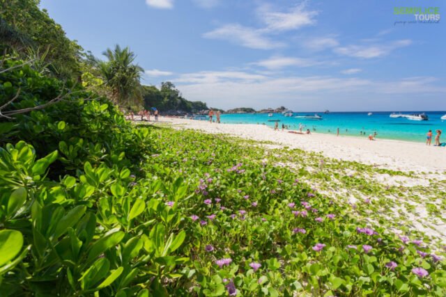 Similan-Island-Quality-Day-Tour-3