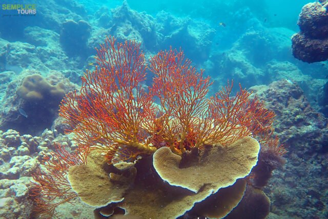 Surin-Island-Premium-Day-Tour