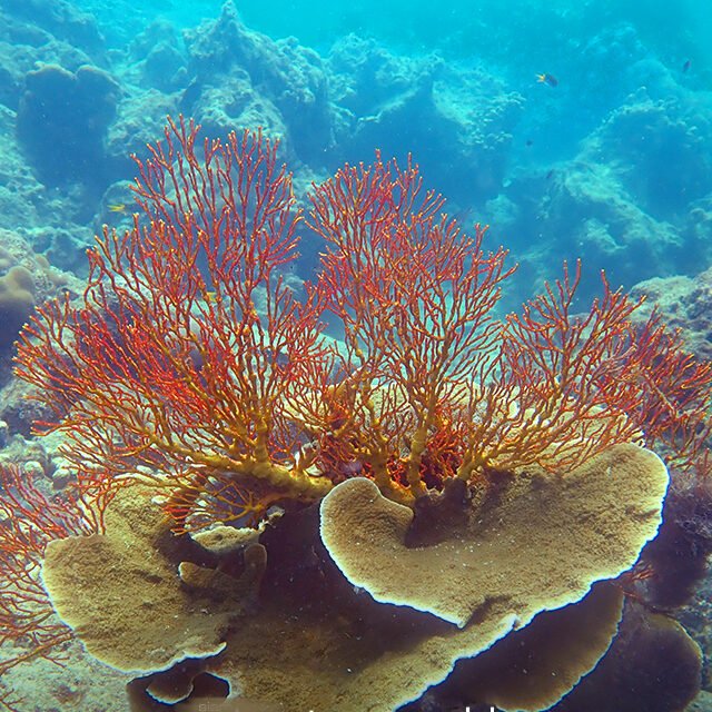 Surin-Island-Premium-Day-Tour