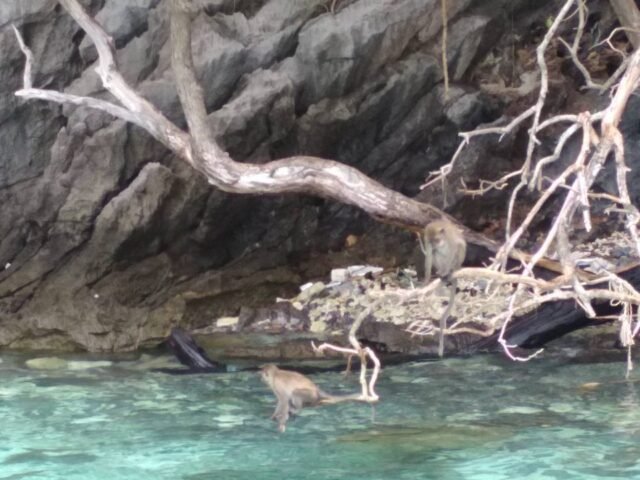Semplice Phuket Maiton snorkling