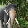 Semplice Phuket Khao Kal Safari Elephant 1