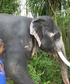 Semplice Phuket Khao Lak Safari Elephant