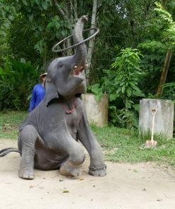 Semplice Phuket Khao Lak Safari Elephant Show