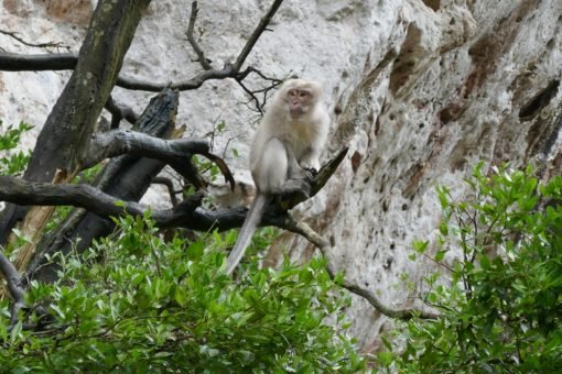 Semplice Phuket Khao Lak Safari Monkey Cave