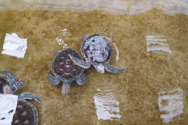 Semplice Phuket Khao Lak Safari turtle