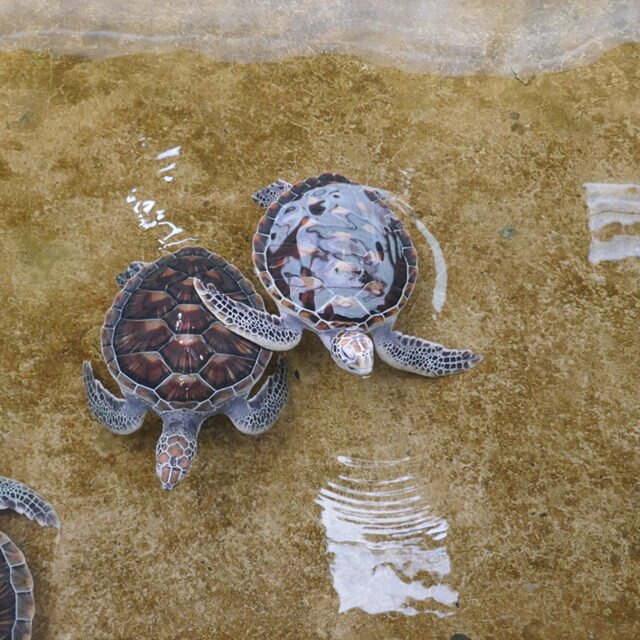 Semplice Phuket Khao Lak Safari turtle