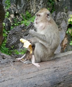Semplice Phuket Khao lak Safari Monkey