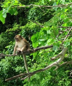 Phi Phi Bamboo Maiton Island One Day Trip Monkey