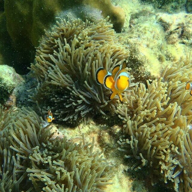 Semplice Phuket Maiton water world