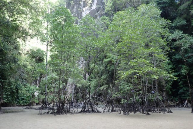 James-Bond-and-Beyond-Tour-Premium-Mangroves-Cave