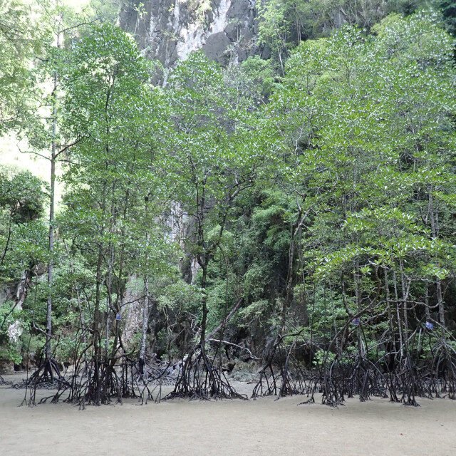 James-Bond-and-Beyond-Tour-Premium-Mangroves-Cave