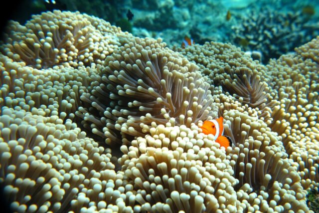 Phi Phi Island Quality from Khao Lak under water Phi Phi Island