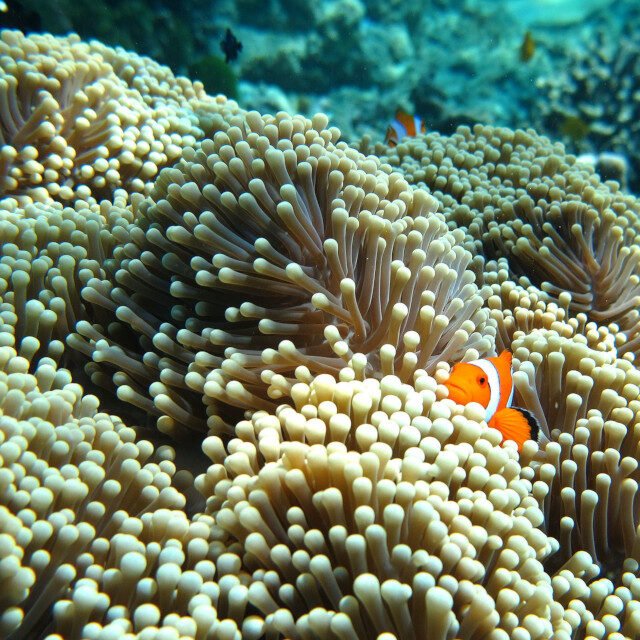 Phi Phi Island Quality from Khao Lak under water Phi Phi Island