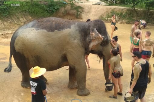 Elephant-Sanctuary-Half-Day-Afternoon-Visit-1
