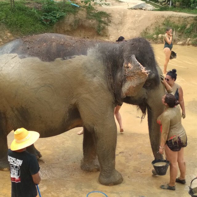 Elephant-Sanctuary-Half-Day-Afternoon-Visit-1