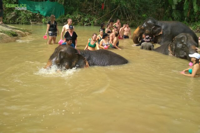 Elephant-Sanctuary-Half-Day-Afternoon-Visit-2.