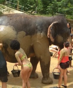 Elephant-Sanctuary-Half-Day-Afternoon-Visit