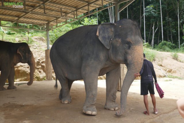 Elephant-Sanctuary-Half-Day-Afternoon-Visit-3