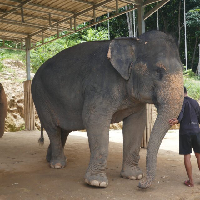 Elephant-Sanctuary-Half-Day-Afternoon-Visit-3