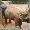Elephant-Sanctuary-Half-Day-Afternoon-Visit-5