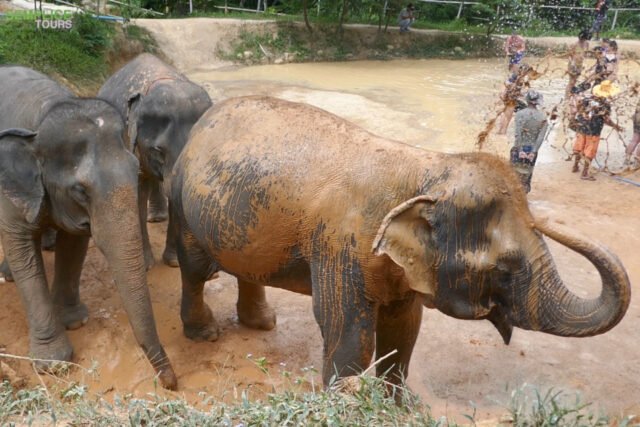 Elephant-Sanctuary-Half-Day-Afternoon-Visit-5