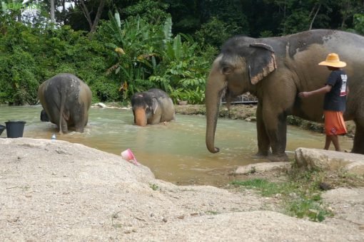Elephant-Sanctuary-Half-Day-Afternoon-Visit-6.