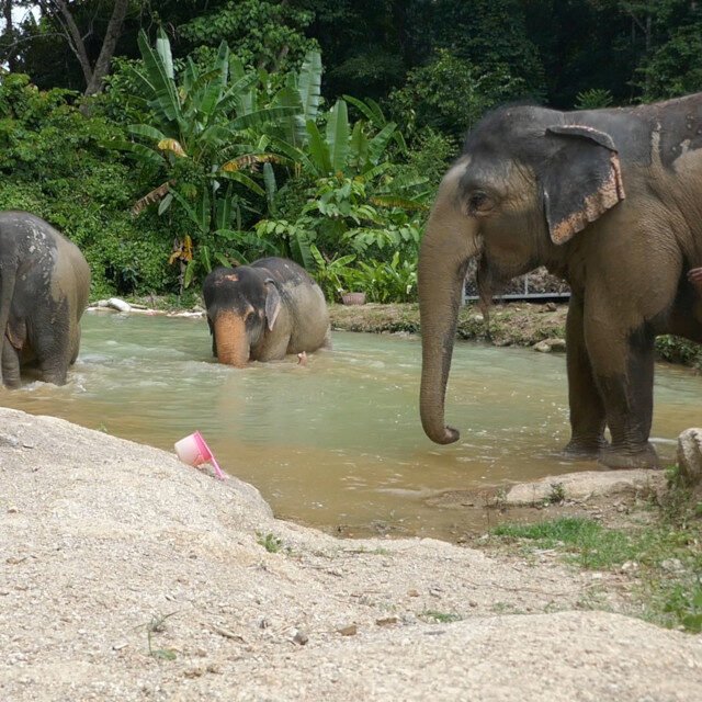 Elephant-Sanctuary-Half-Day-Afternoon-Visit-6.