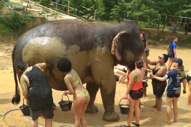 Elephant-Sanctuary-Half-Day-Afternoon-Visit