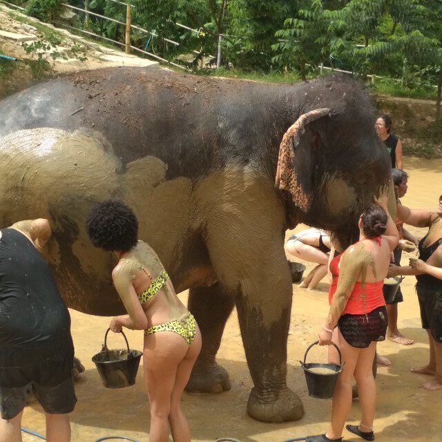 Elephant-Sanctuary-Half-Day-Afternoon-Visit