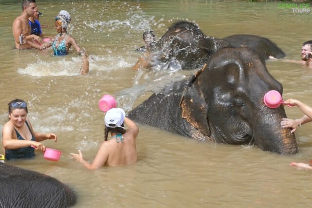 Elephant-Sanctuary-Half-Day-Afternoon-Visit-8