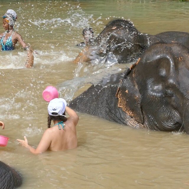 Elephant-Sanctuary-Half-Day-Afternoon-Visit-8
