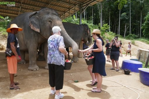 Elephant-Sanctuary-Half-Day-Morning-Visit-3