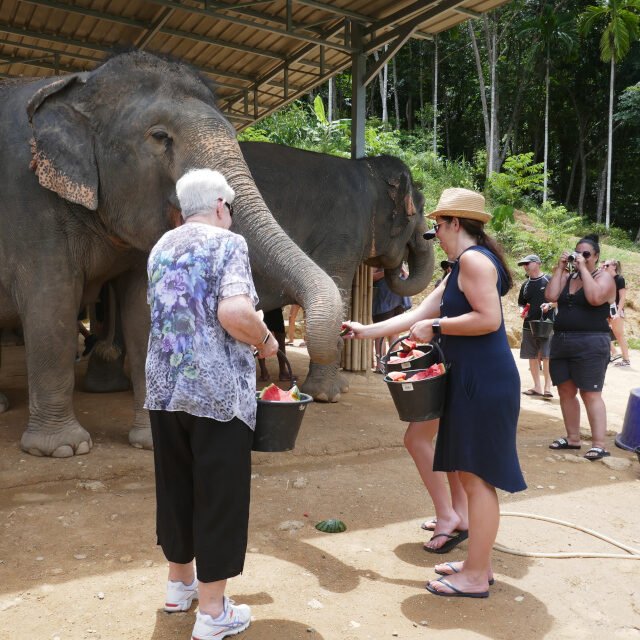 Elephant-Sanctuary-Half-Day-Morning-Visit-3
