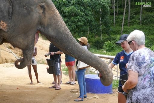 Elephant-Sanctuary-Half-Day-Morning-Visit-4